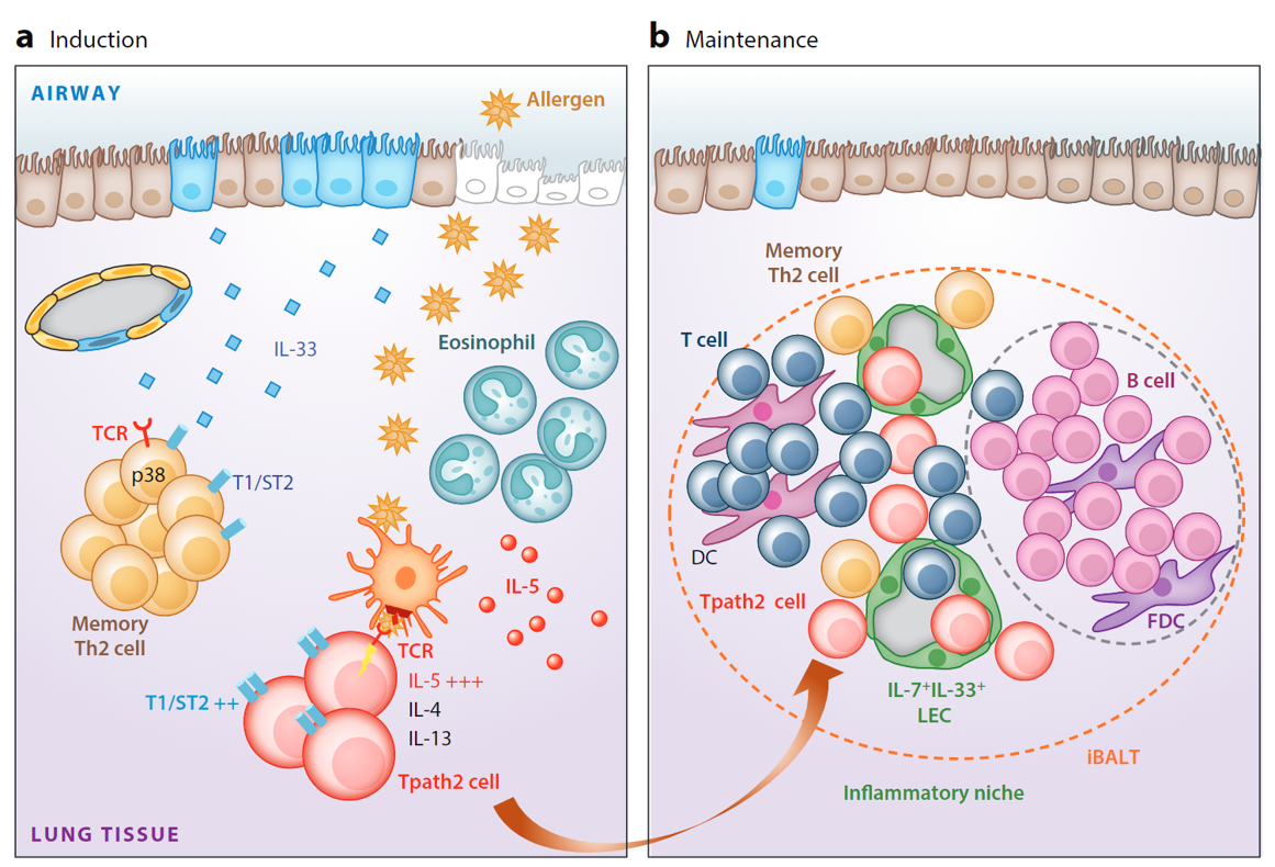 Induction and maintenance of memory-type pathogenic Th2 (Tpath2) cells in the airway.