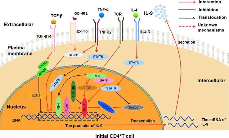 The related cytokine signaling pathways and transcription factors involved in Th9 cell differentiation.