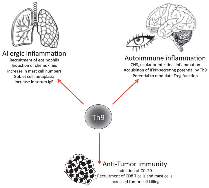 Functions of Th9 cells.