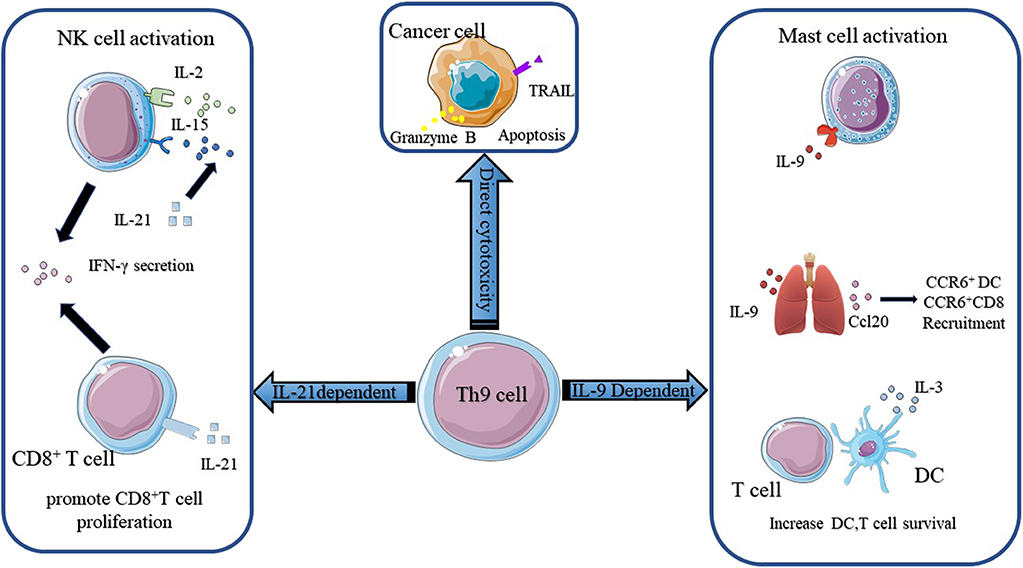 The mechanisms of Th9 cells in anti-tumor immunity.