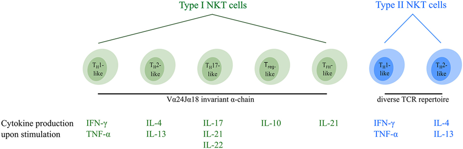 Overview of the different functional human NKT cell subsets.