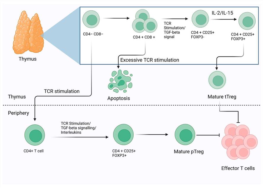 The schematic representation of the morphogenesis and development of Tregs.