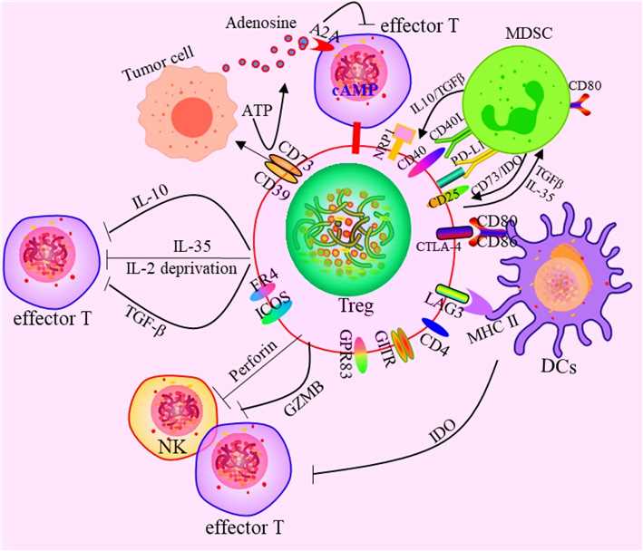 Effects of Tregs on the immune cells.