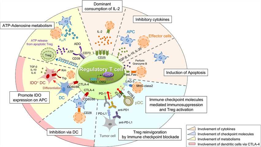 Suppressive mechanism of regulatory T (Treg) cells.