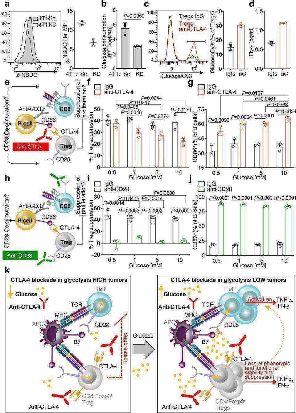 Glucose-dependent loss of Treg functional stability induced by CTLA-4 blockade.