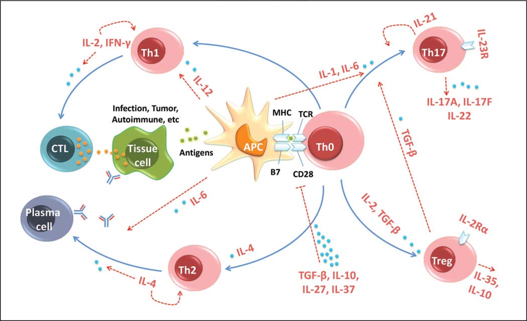 Cytokines regulate immune tolerance by affecting T cell activation and differentiation.