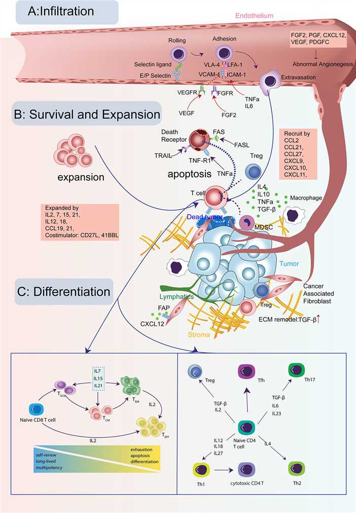 Cytokine signals in the life-span of T cells in tumors.