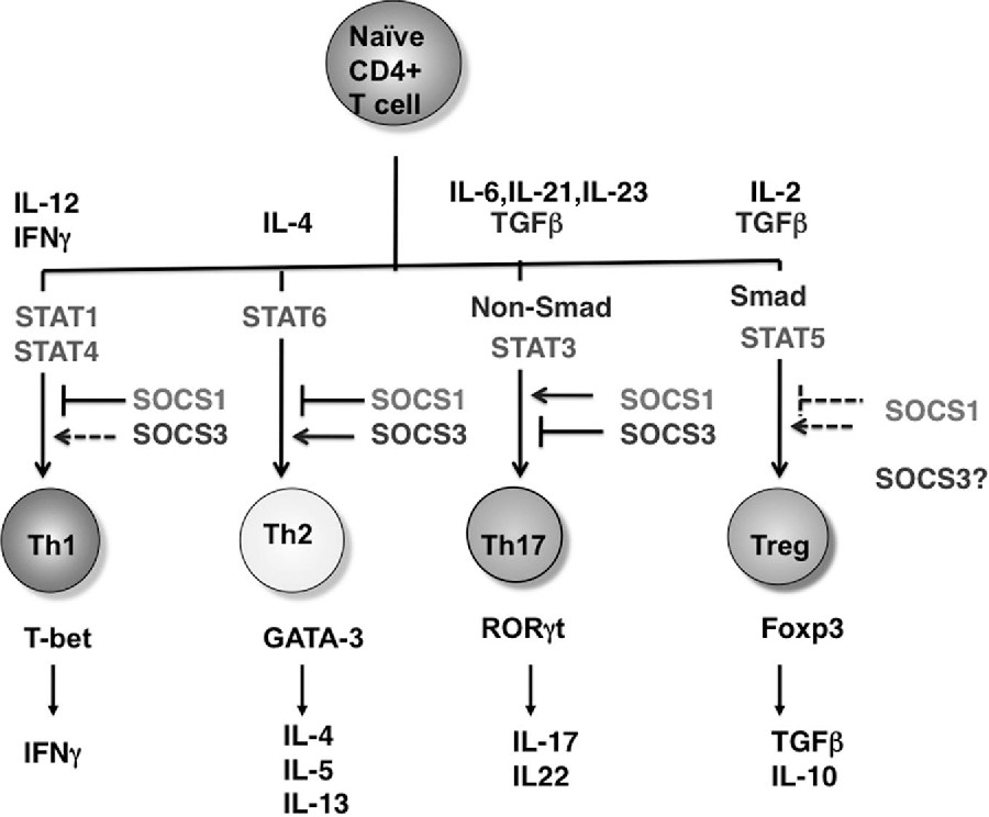 Role of STATs and SOCS proteins in Th-cell differentiation.