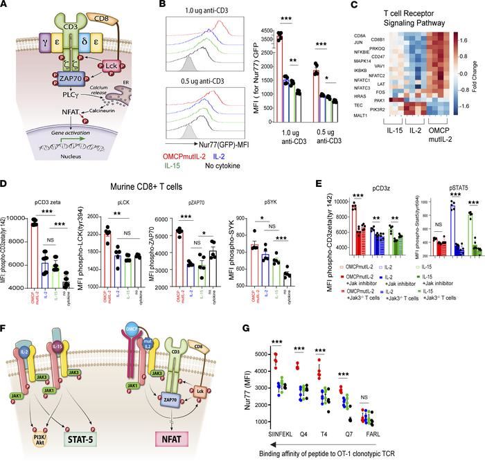 OMCPmutIL-2 promotes NFAT-mediated CD8+ T cell activation by augmenting TCR signal transduction.