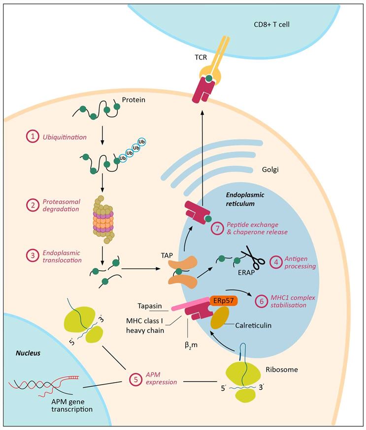 MHC-I antigen processing and presentation is a complex, multi-step process and can be dysregulated in cancer at multiple levels.