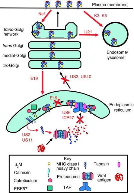 Viral inhibition of the MHC-I antigen presentation pathway.