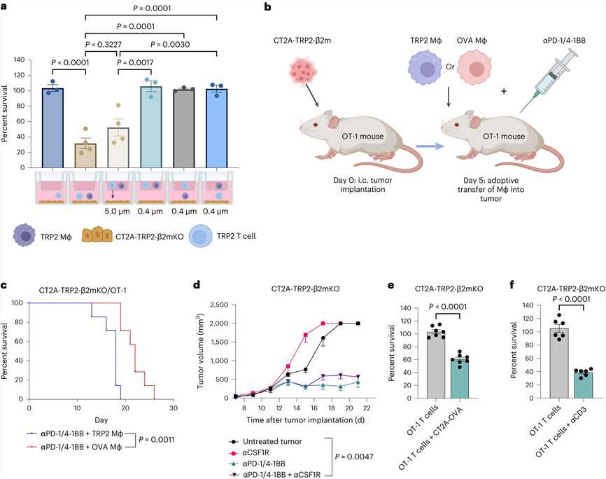 NKG2D on activated CD8+ T cells mediates killing of MHC-I-negative tumor cells in both murine and human tumor models.