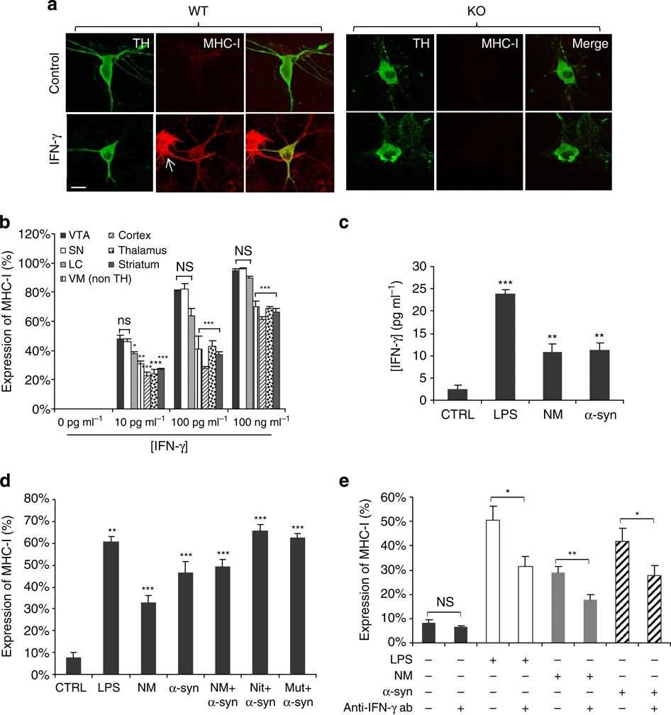 Induced MHC-I by murine catecholamine neurons.