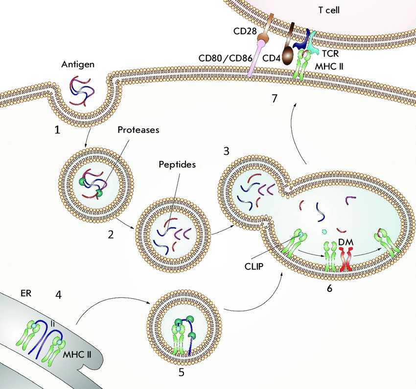 Antigen presentation by MHC II molecules.