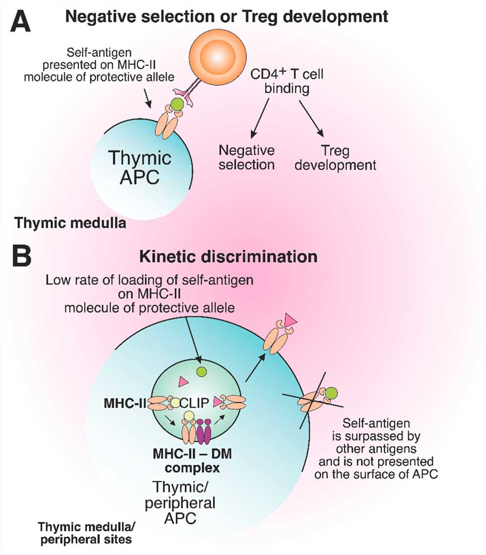 The role of protective MHC-II molecules in the suppression of autoreactive T cell development.
