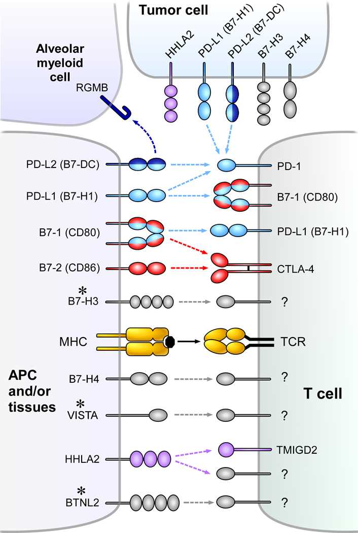 Coinhibitory pathways in the B7-CD28 family.