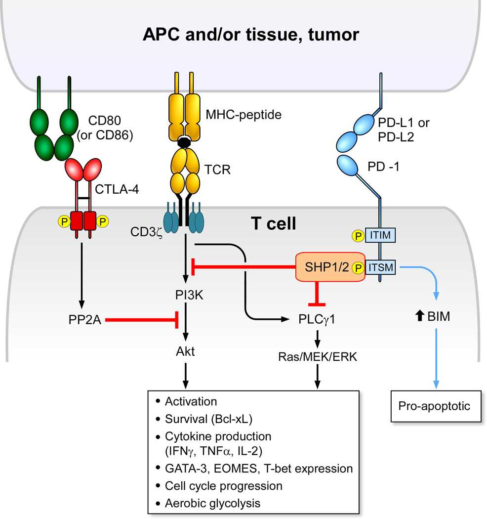 Comparison of intracellular signaling by CTLA-4 and PD-1.