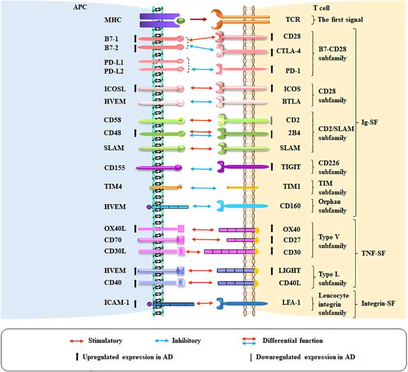 Co-stimulatory and co-inhibitory pathways in atopic dermatitis (AD).