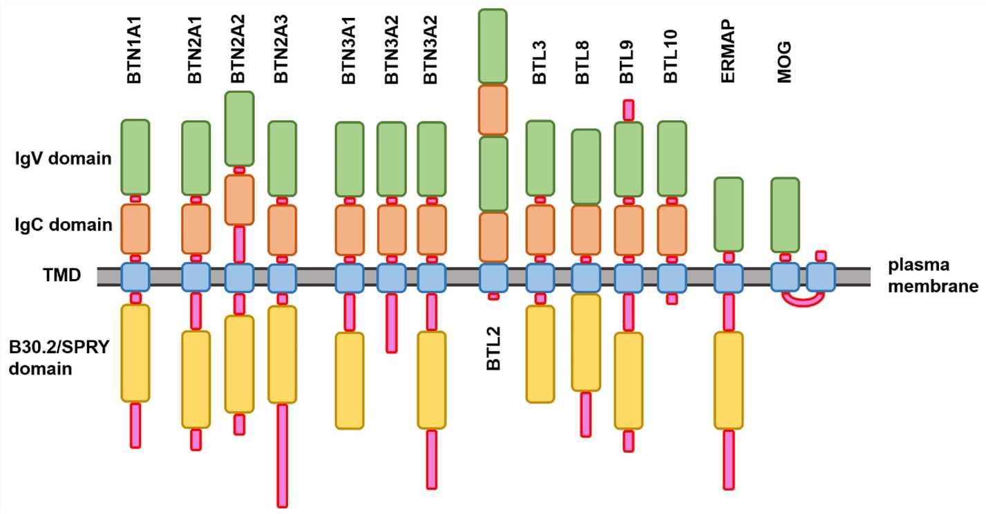Schematic representation of the modular domain structure of the members of human butyrophilin family.