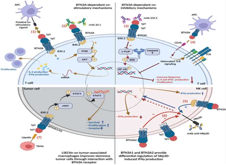 BTN3A interaction patterns and signaling pathways. BTN3A-dependent co-stimulatory mechanisms.