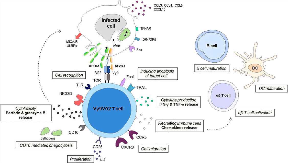 Schematic representation of effector mechanisms of Vγ9Vδ2 T cells in response to infection.