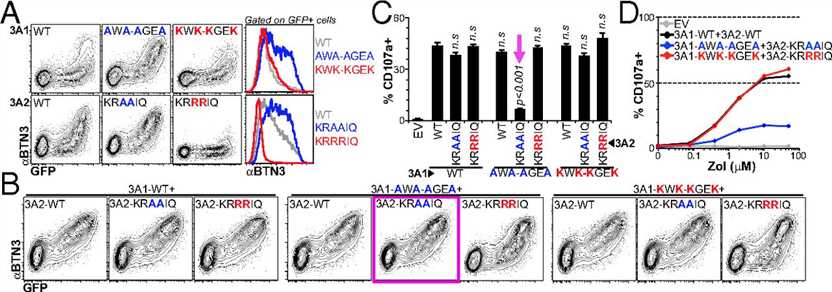 BTN3A1 and BTN3A2 associate with the ER and regulate each other's trafficking. 