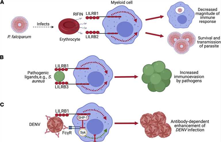 The interaction of pathogenic ligands with LILRBs promotes immunoevasion.