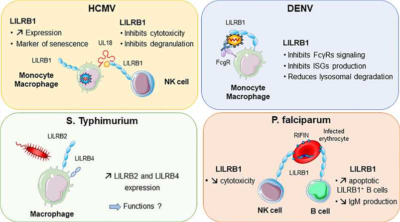 LILRB1 and LILRB2 implication in various infectious diseases.