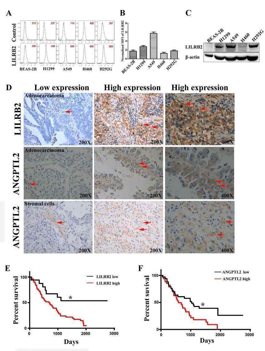 LILRB2 is highly expressed on human cancer cell lines and in primary tumor samples.