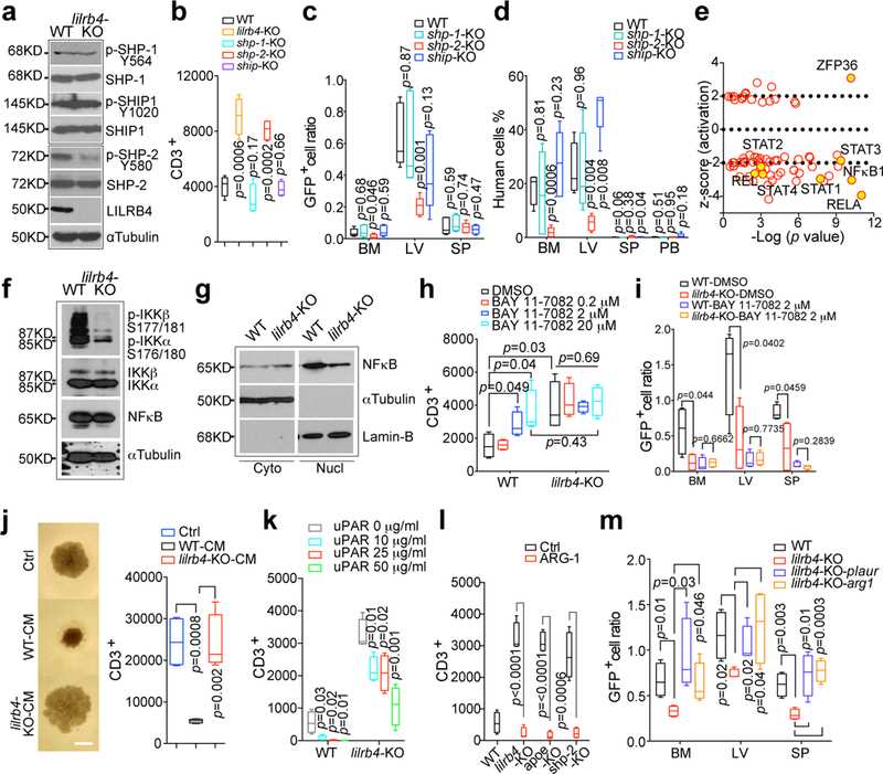 LILRB4-mediated intracellular signaling controls AML cell migration and T cell suppression.