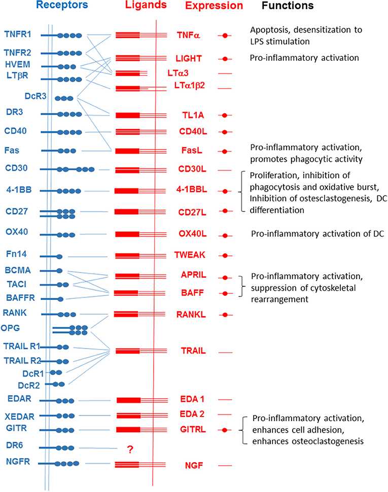 Interactions among members of the TNFSF and TNFRSF.