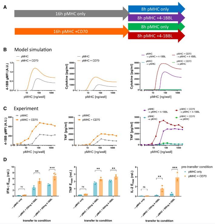 Sequential co-stimulation through CD27 and 4-1BB exhibits synergy.