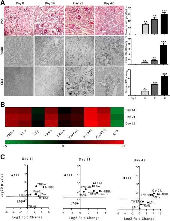 TNFSF ligands mRNA expressions in murine autologous anti-GBM nephritis.