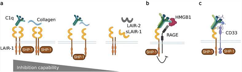 Regulation of LAIR-1-mediated inhibition.