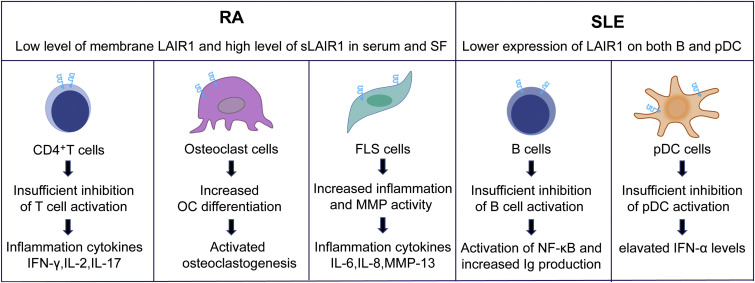 Mechanism involved in the regulation of RA and SLE by LAIR-1