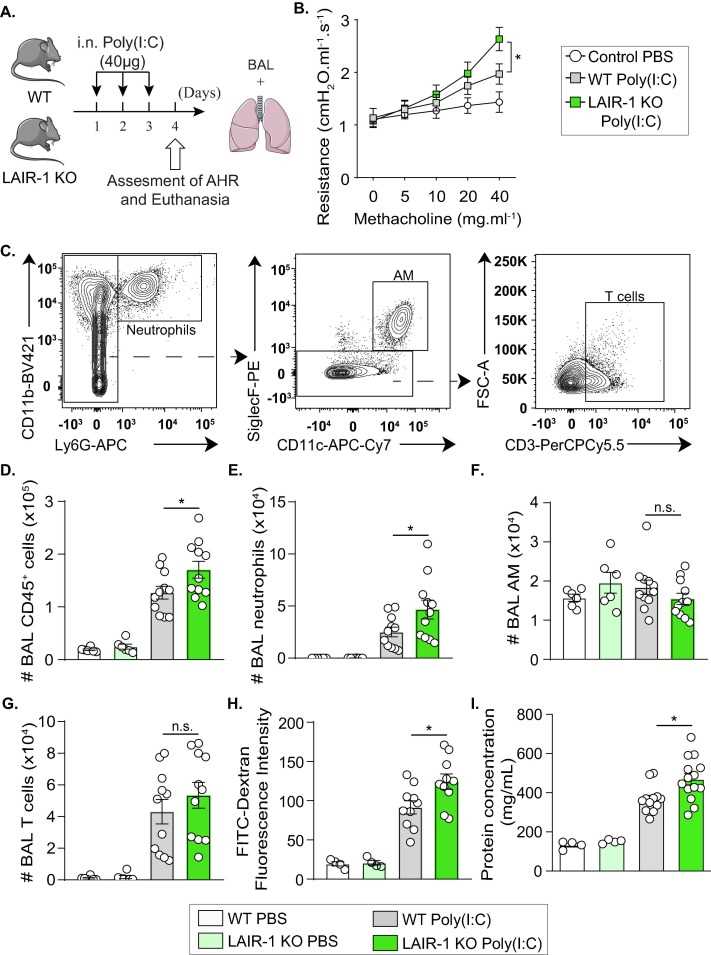 LAIR-1 deficiency increases lung resistance, inflammation, and permeability.