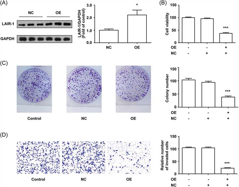 LAIR-1 inhibited Huh-7 cells viability, colony formation, and invasion.