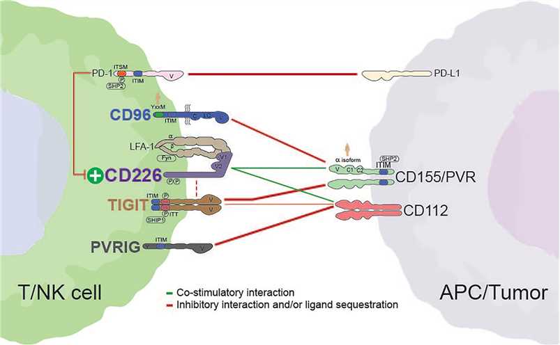 Interactions between members of the CD226 axis. Dashed red lines indicate the potential for cis interactions/inhibition.