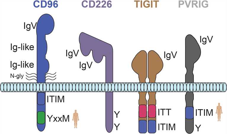 Predicted structures for the CD226 axis receptors CD96, CD226, TIGIT, and PVRIG.