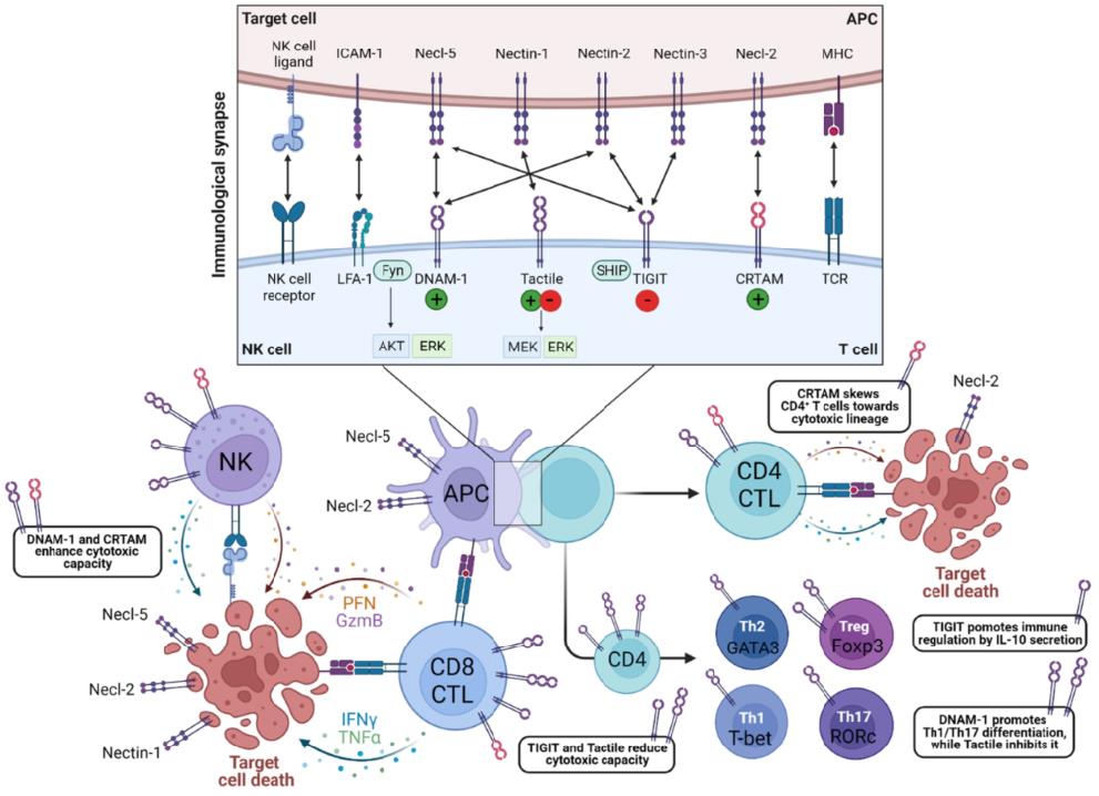 Overview of DNAM-1-, CRTAM-, Tactile- and TIGIT-triggered immune effector functions.