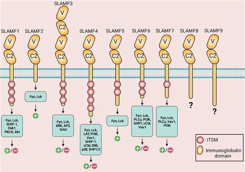 Structure, downstream signaling molecules, and the known signaling outcomes of SLAM-family receptors.