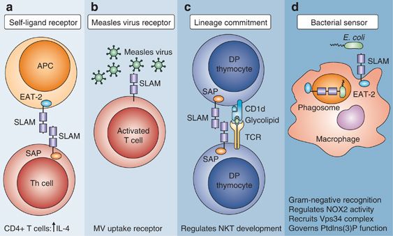 SLAM (CD150)-mediated functions in adaptive and innate immunity.
