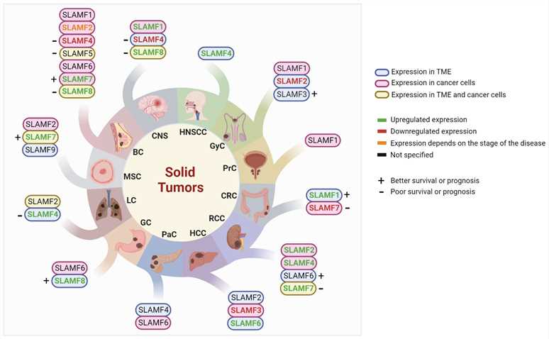 Studied SLAMF receptors in solid tumors.