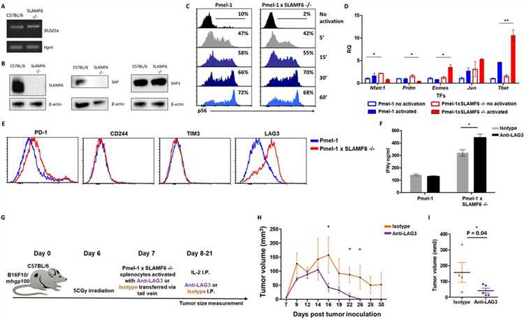 Mechanism associated with the inhibitory function of SLAMF6.