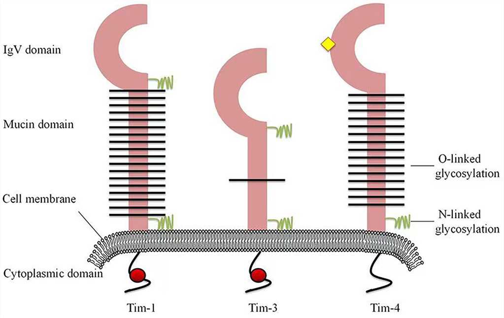 Structures of human Tim family members.