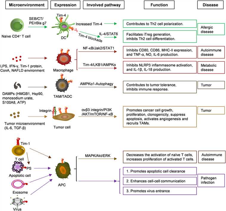 Functions and related signaling pathways of Tim-4 in various cells and diseases. 