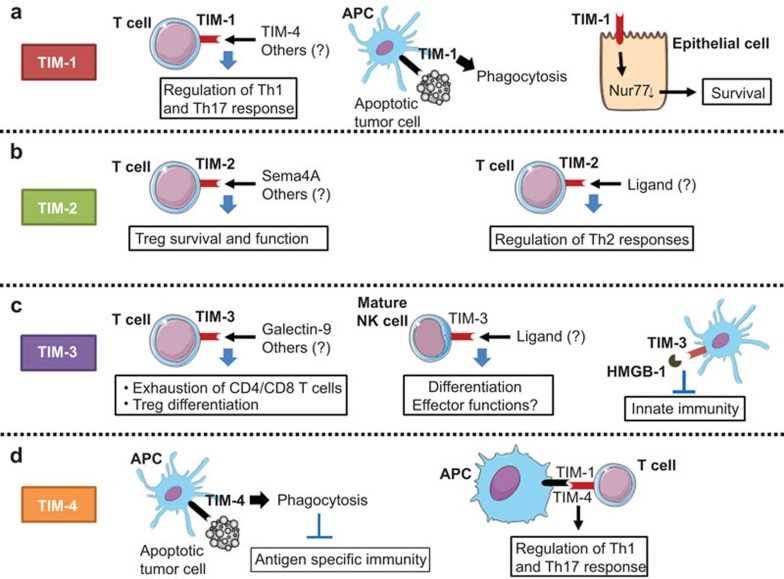 The role of the TIM gene family in antitumor immune responses.