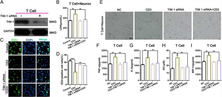 The level of T cell-mediated damage on neurons was significantly reduced following an in vitro TIM-1 knockdown in co-cultured T cells and neurons.