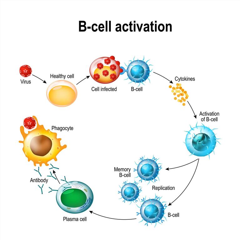 B Cell Activation - Creative BioMart