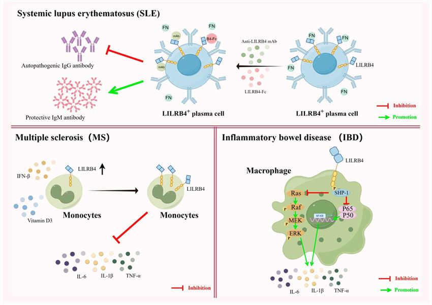 Diverse uses of LILRB4 in autoimmune diseases.